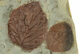 Plate with Three Fossil Leaves (Two Species) - Montana #269306-2